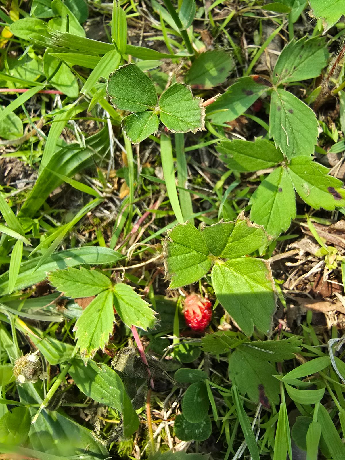 Hole 6, wild strawberries!