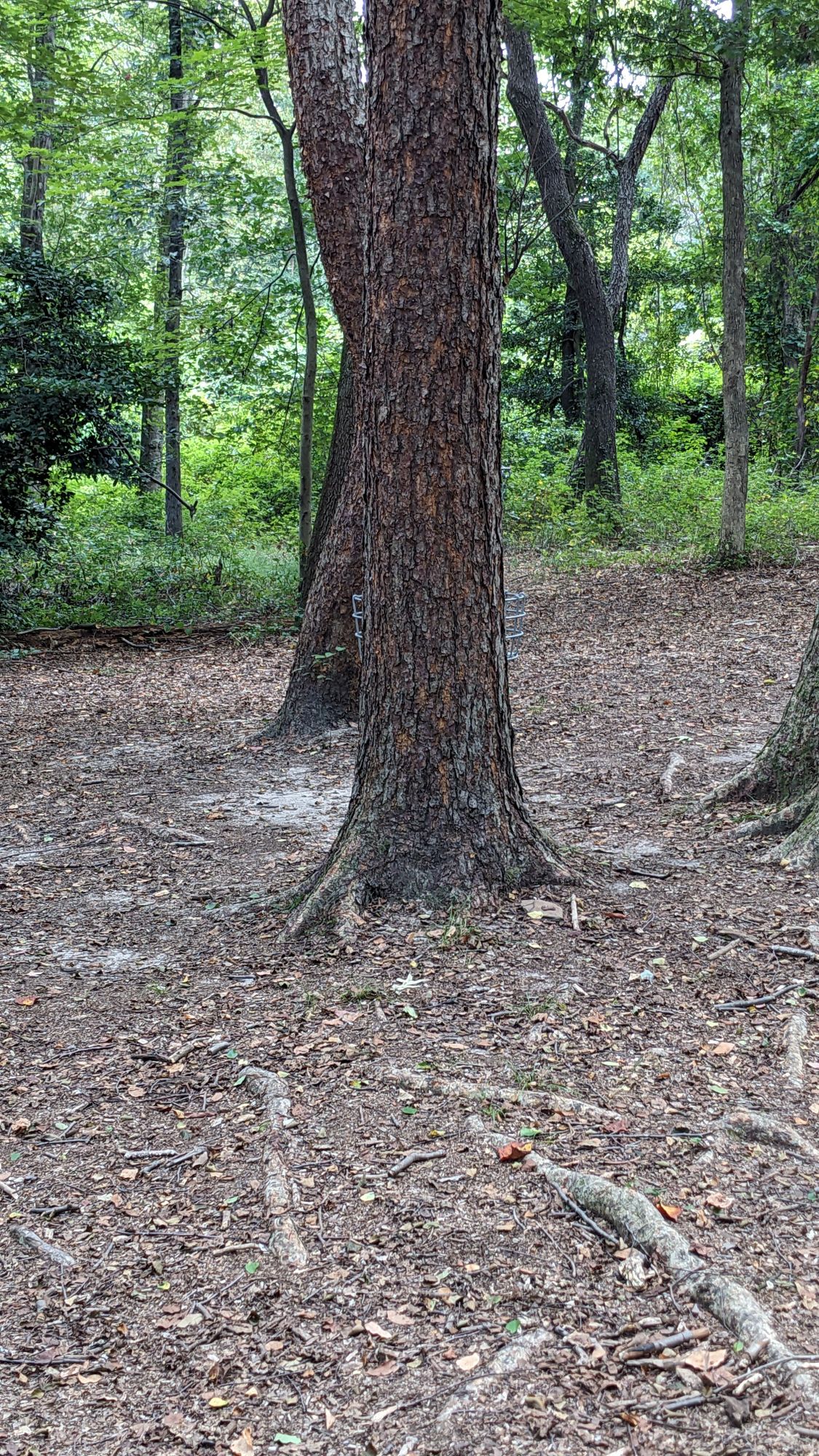 You'll tend to get a bunch of lies like this one on hole 16.