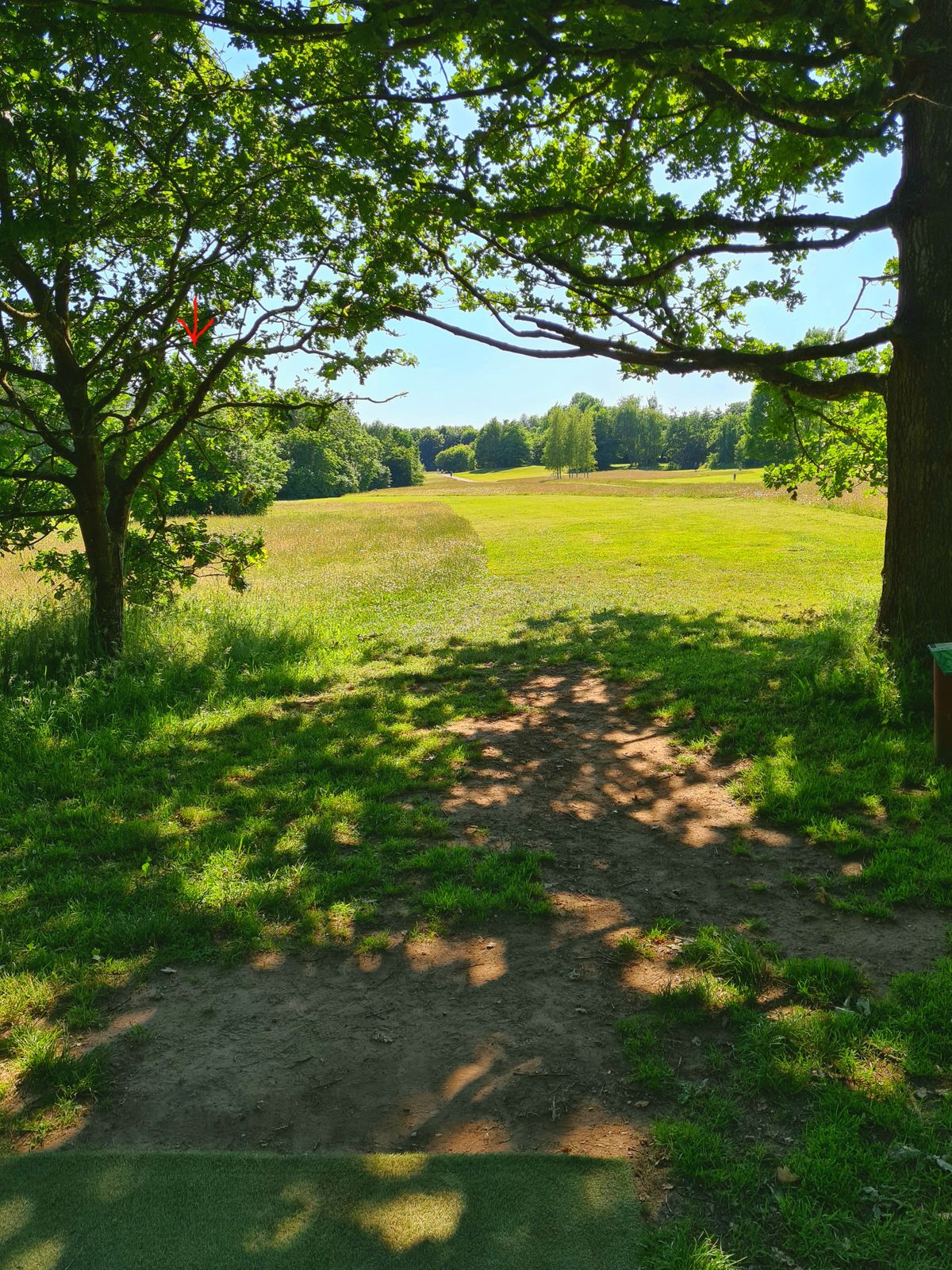 Hole 12, view from yellow tee. Basket hidden in the back.