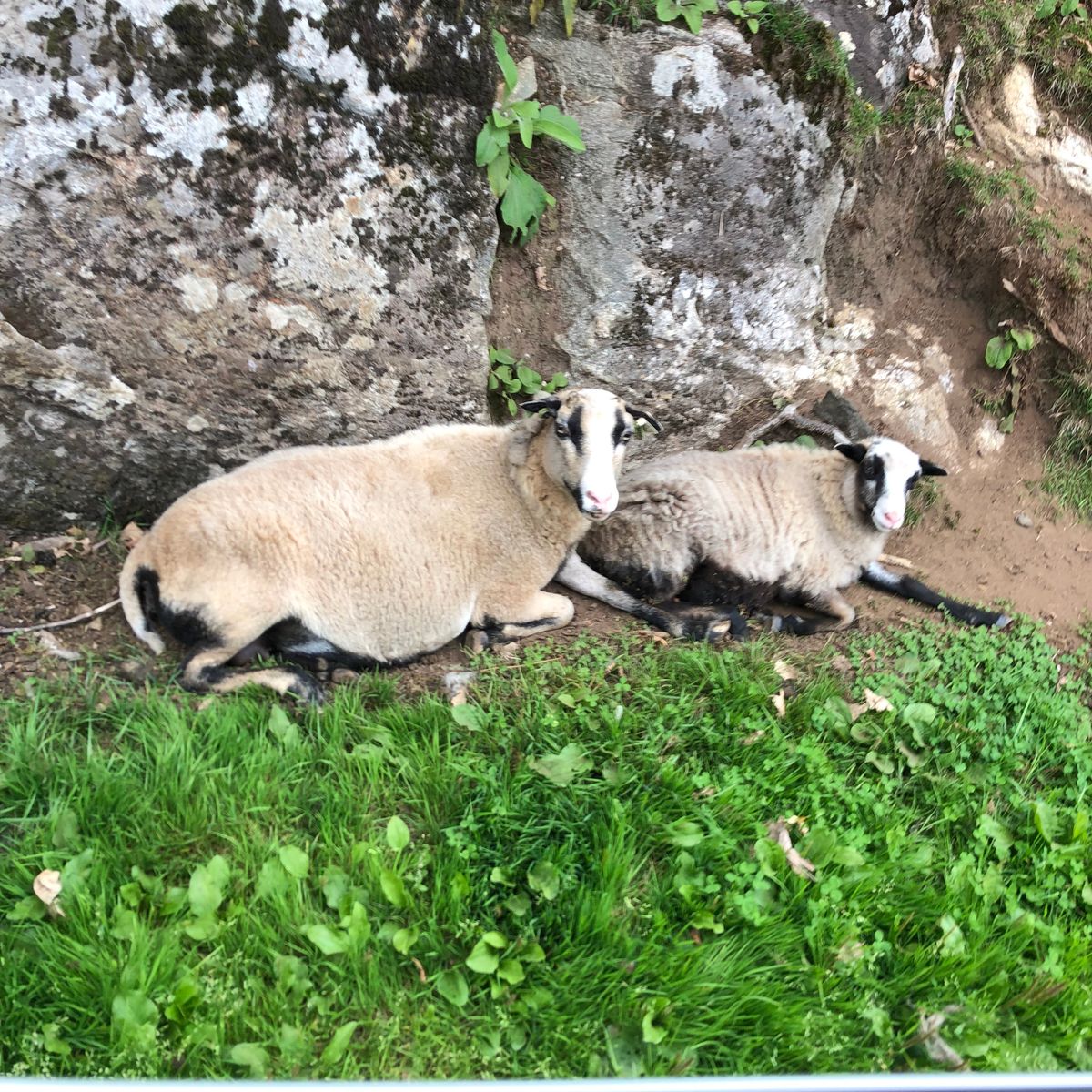 The locals