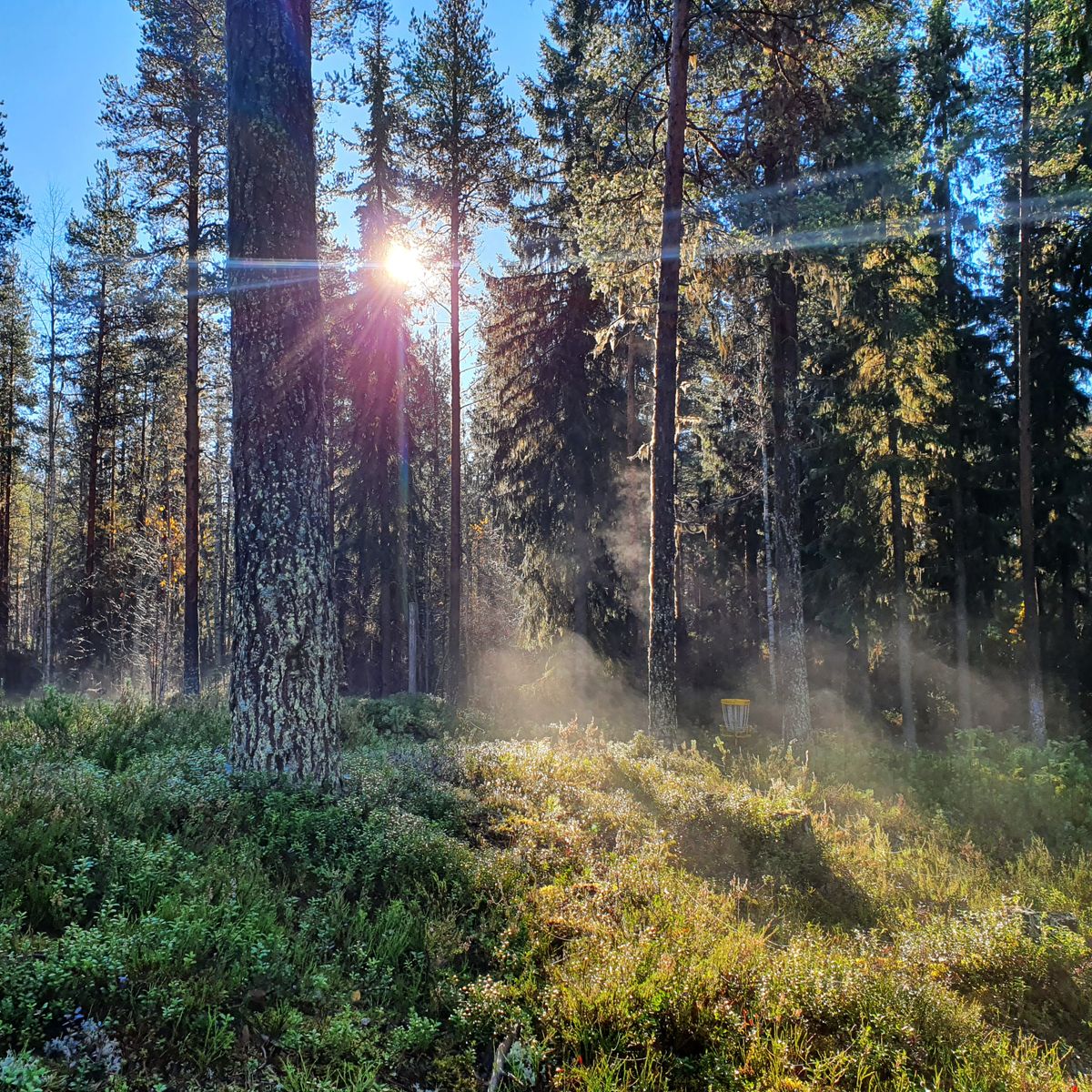 Korg på hål 13