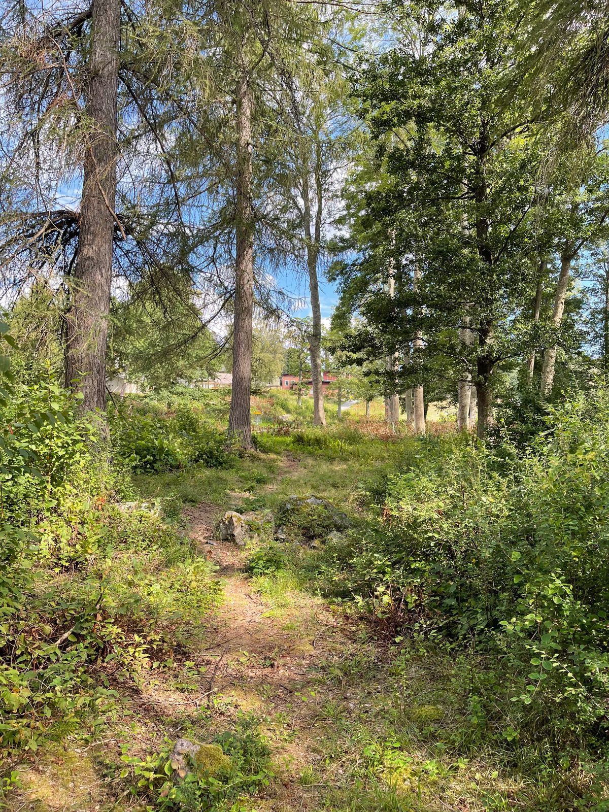 Massa grenar och stockar på fairway så rough hela vägen