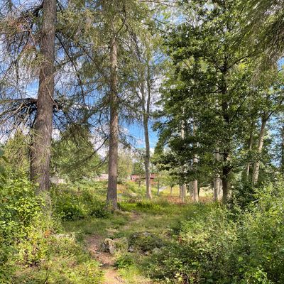 Massa grenar och stockar på fairway så rough hela vägen