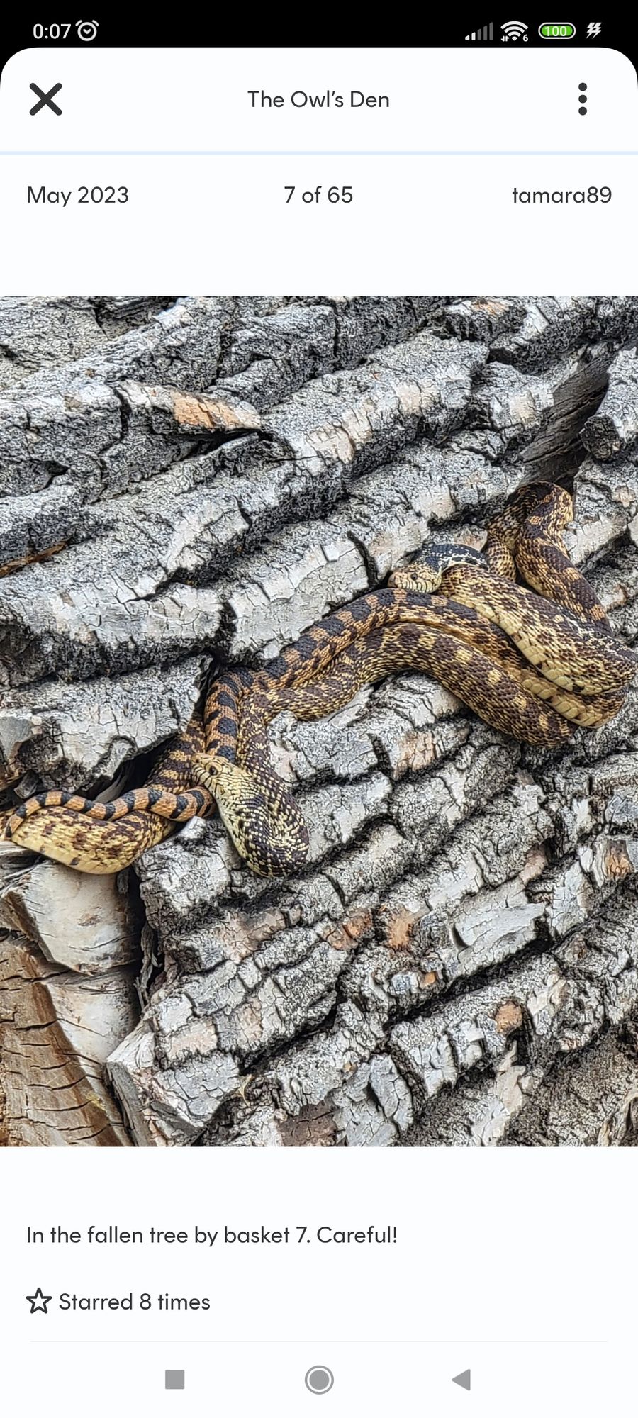They are just bull snakes, non poisonous.