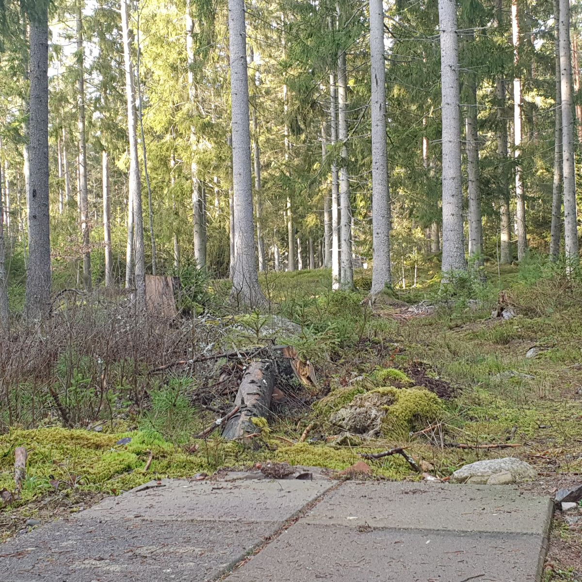 Hole 2 tee