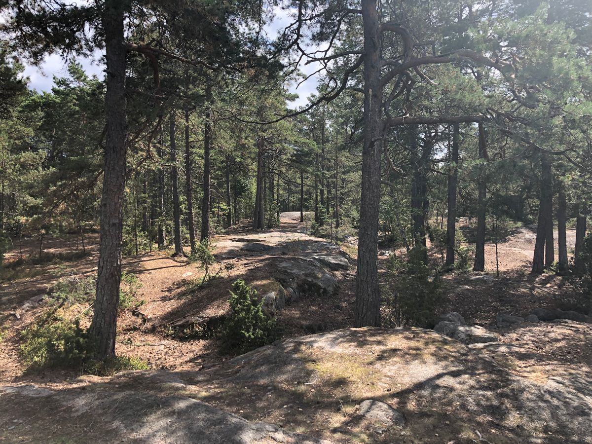 Åttonde tee, korgen skymtar mellan träd i mitten