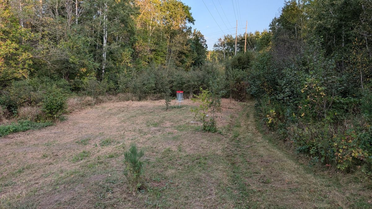 Basket of 8. We have one guardian tree right next to the basket that we might remove. Otherwise this is pretty open.
