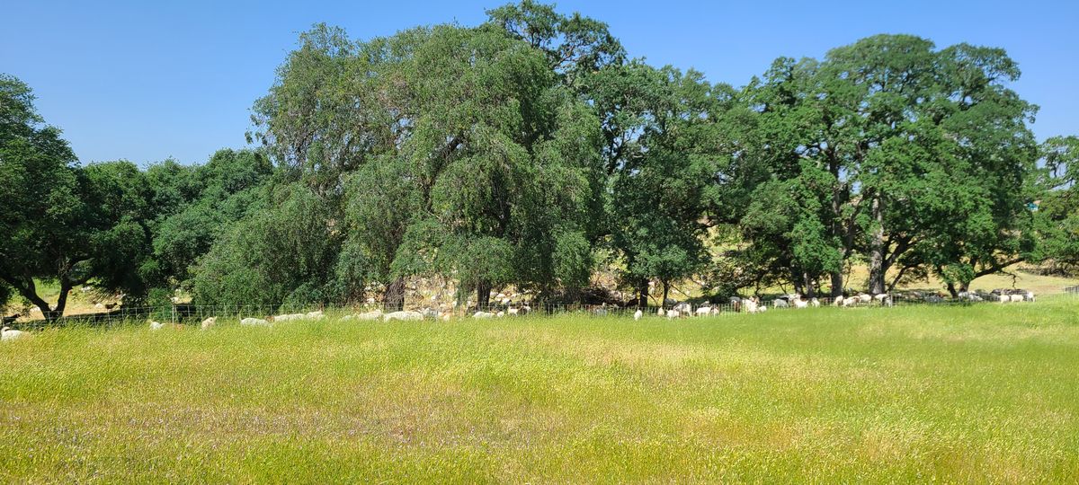 Natural vegetation control