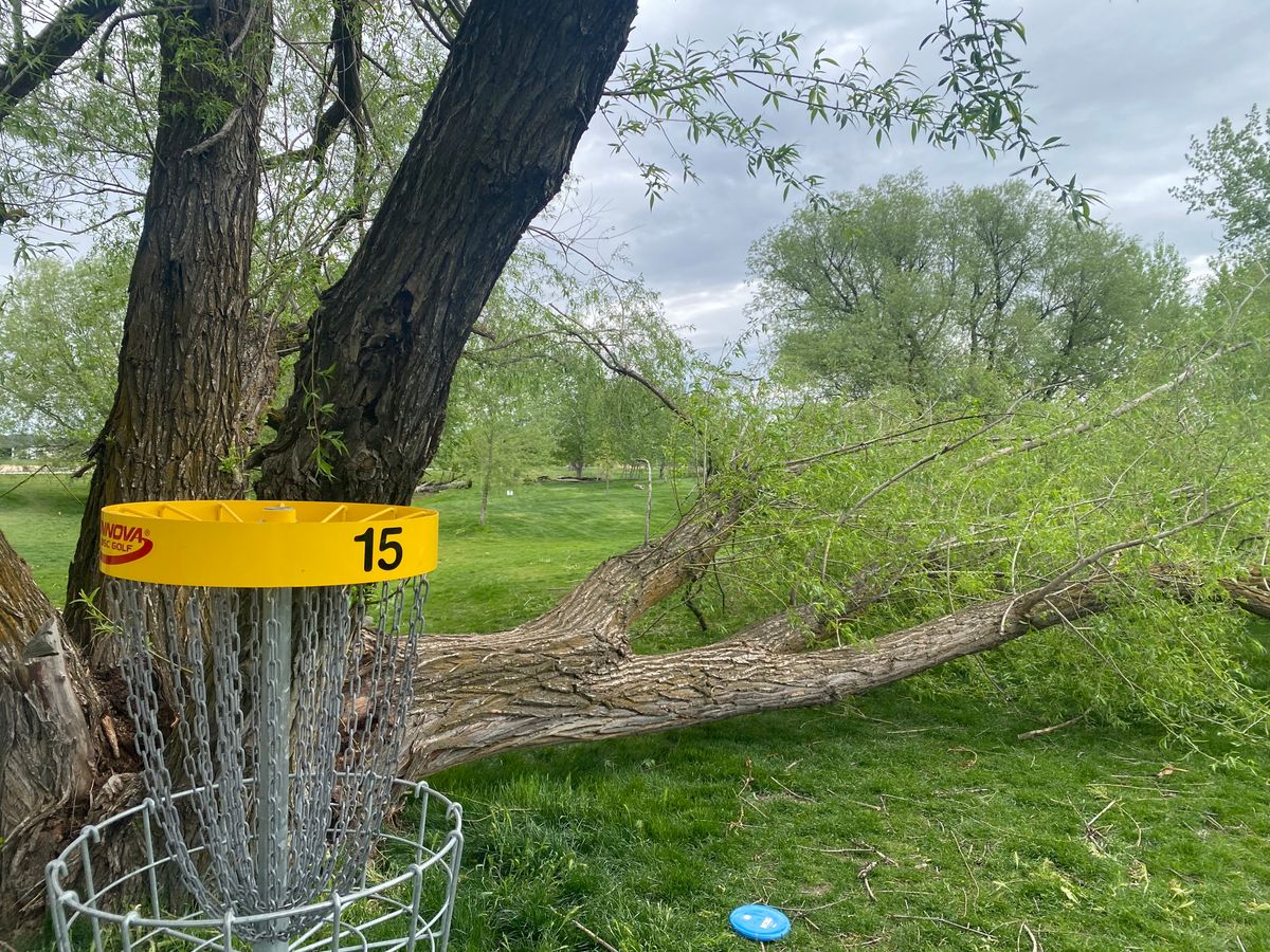 Lost a great guardian tree!
