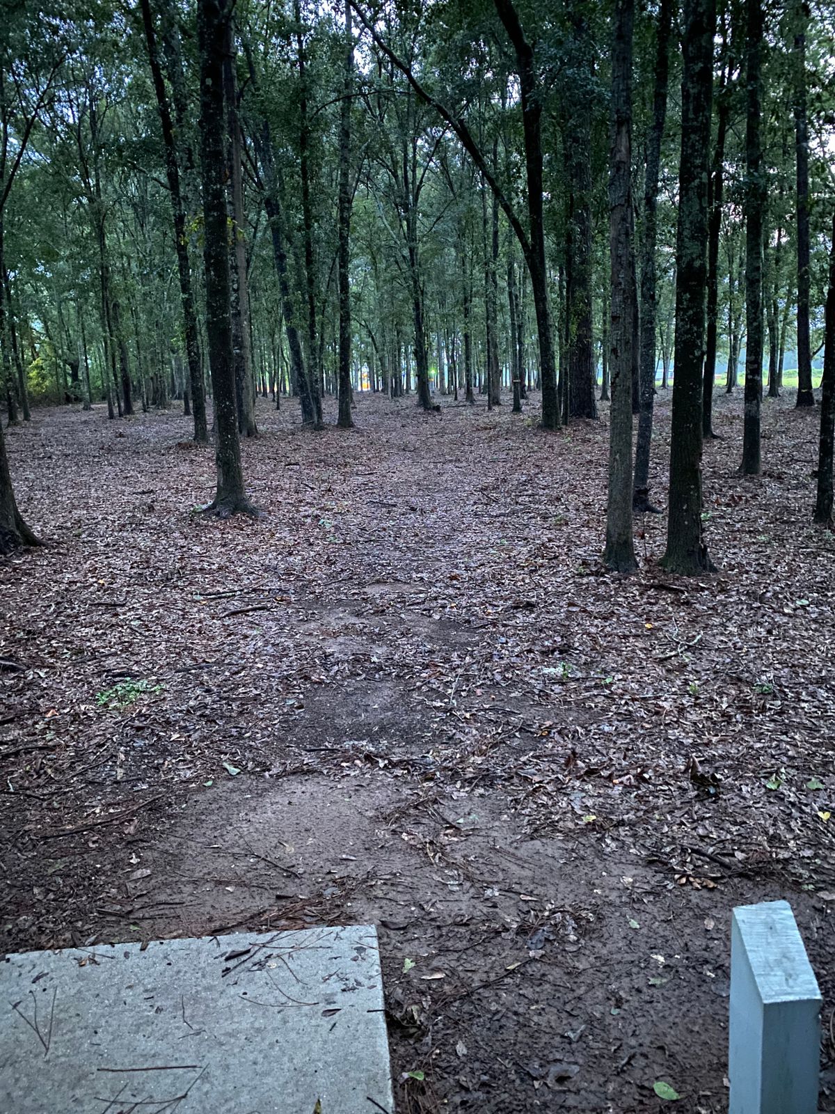 Hole 4 tee