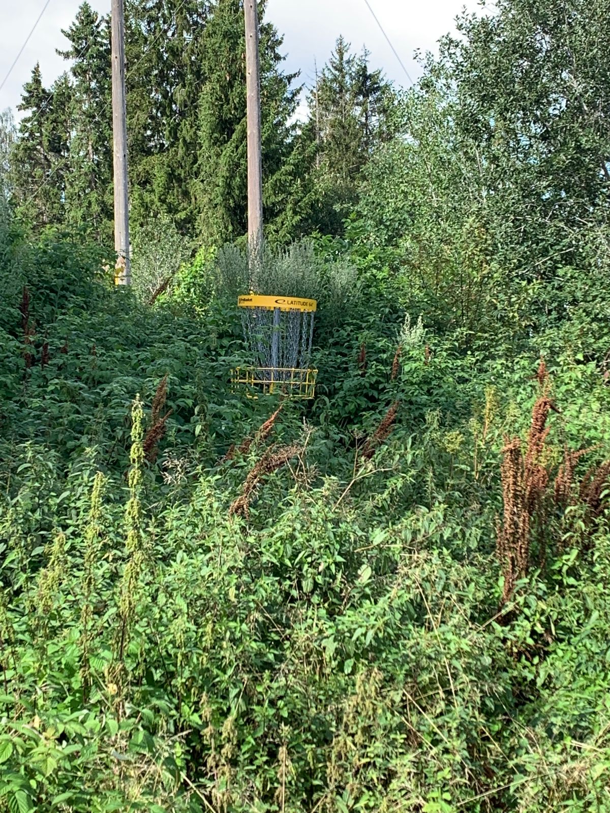 Green på hull 7 - dessverre helt gjengrodd