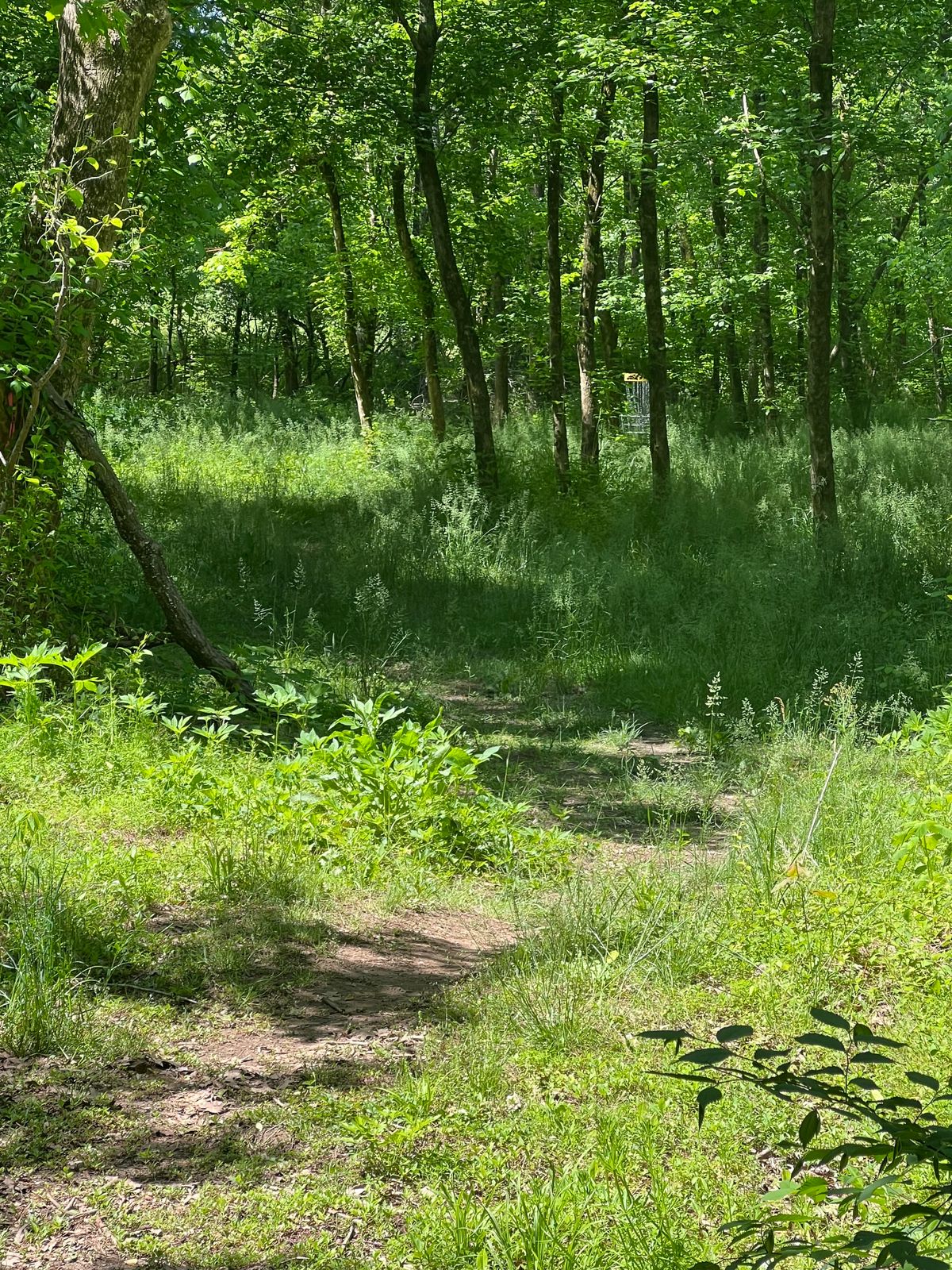 Hole 12 overgrown