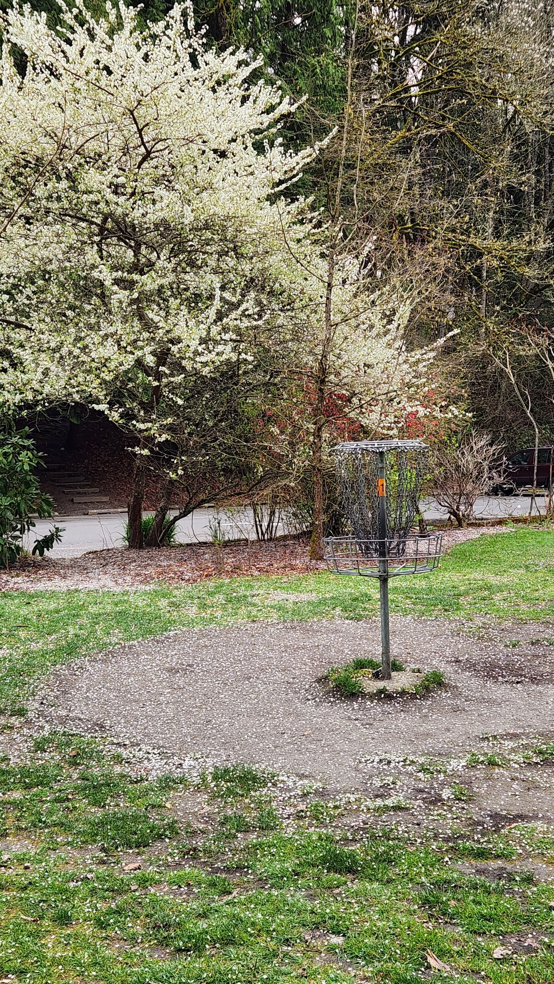 1 Basket Spring time