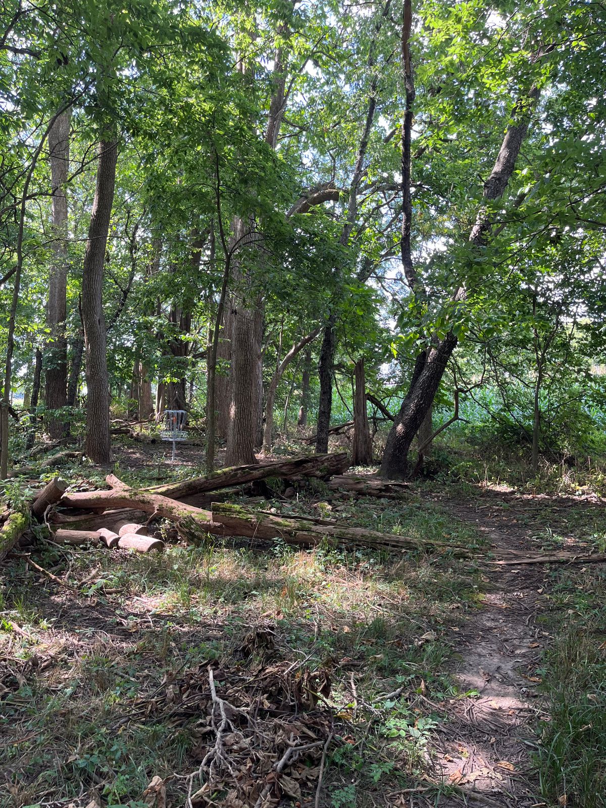 Basket of hole 7.