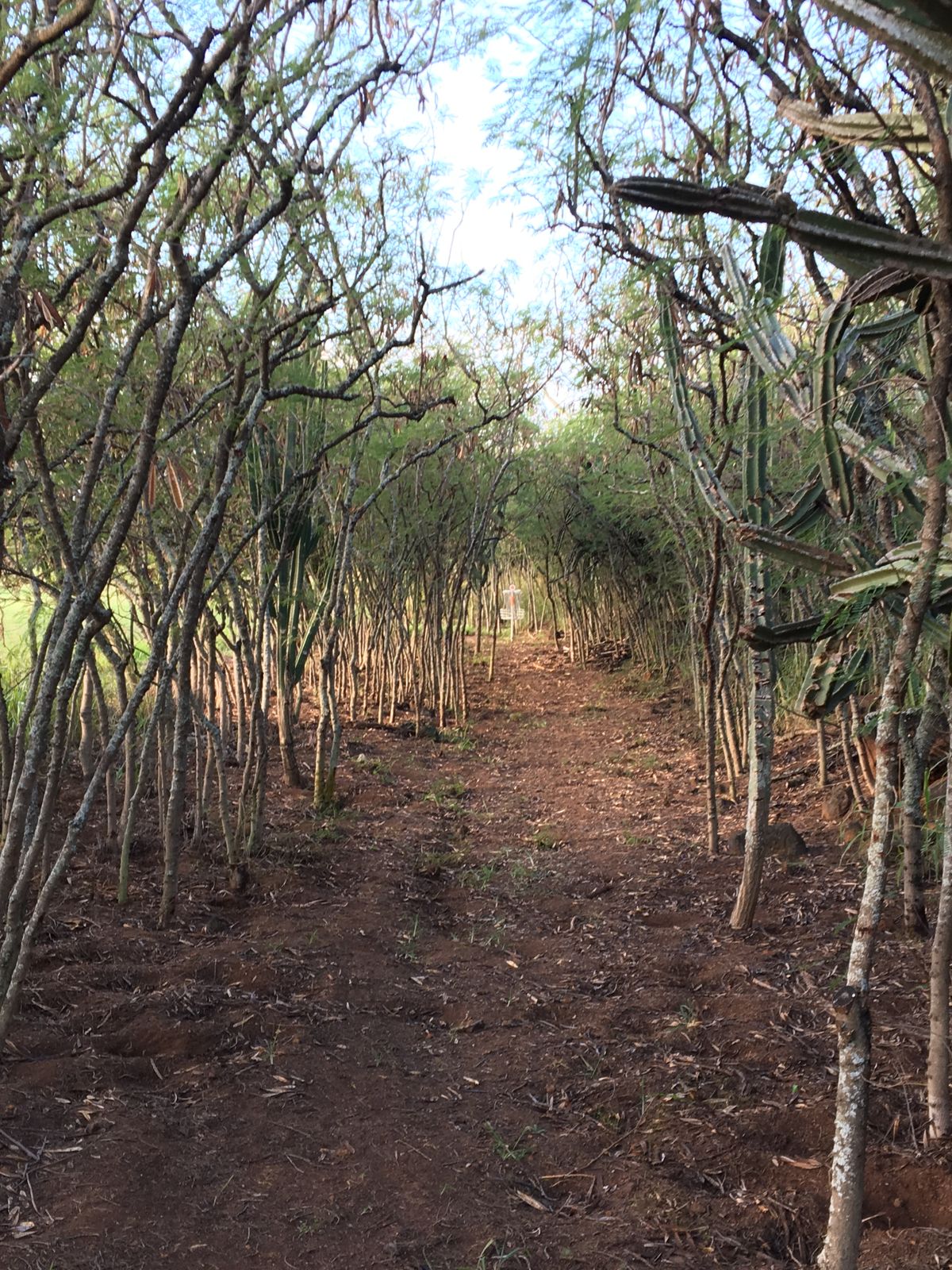 Hole 5 tunnel