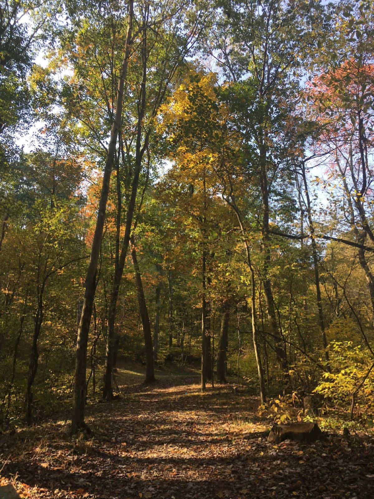 Hole 5 long tee.