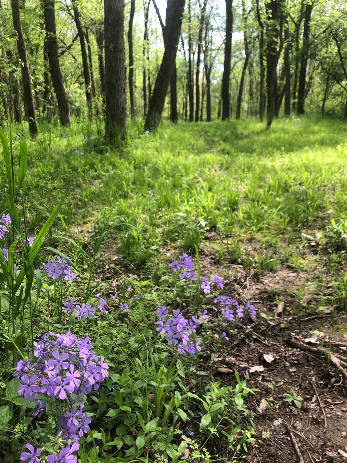 Spring flowers on hole 8