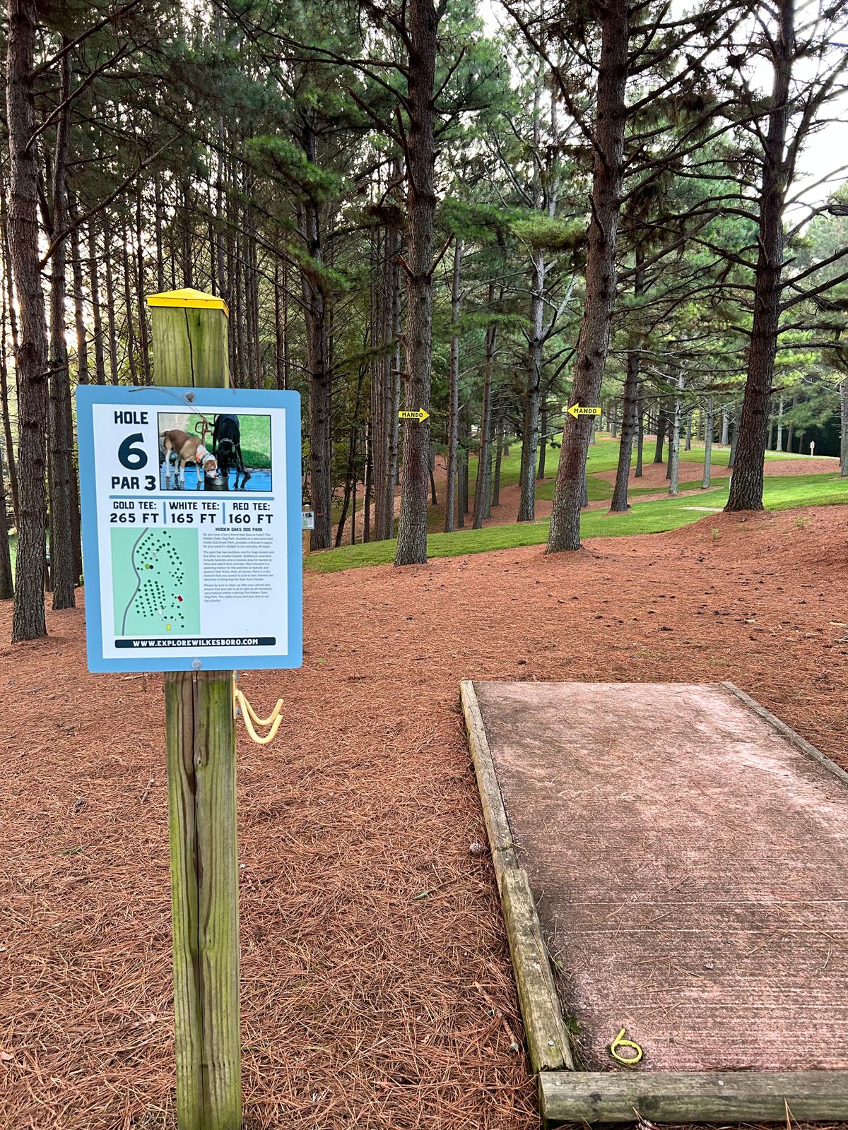 Hole 6 Gold Tee