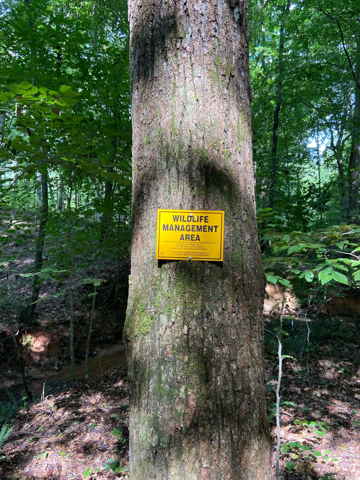 Boundary with the Oconee National Forest is adjacent to the fairway of holes 10-14