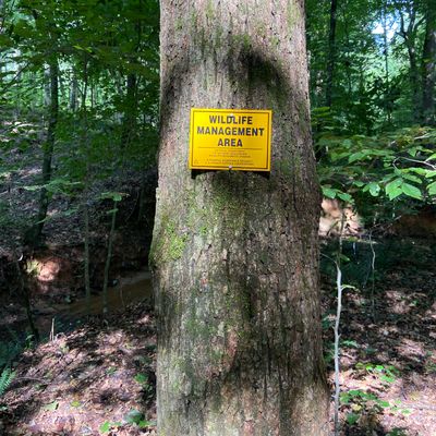Boundary with the Oconee National Forest is adjacent to the fairway of holes 10-14
