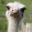 User avatar image