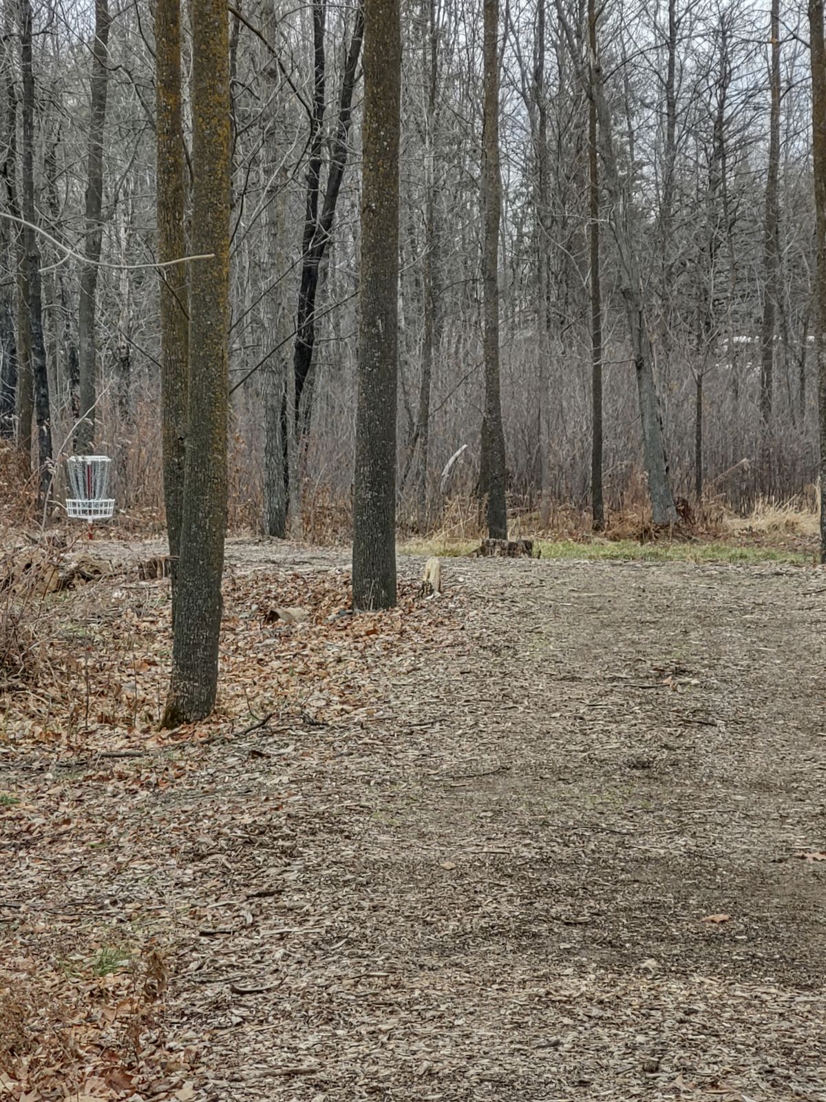 Picture of hole 1 basket and fairway