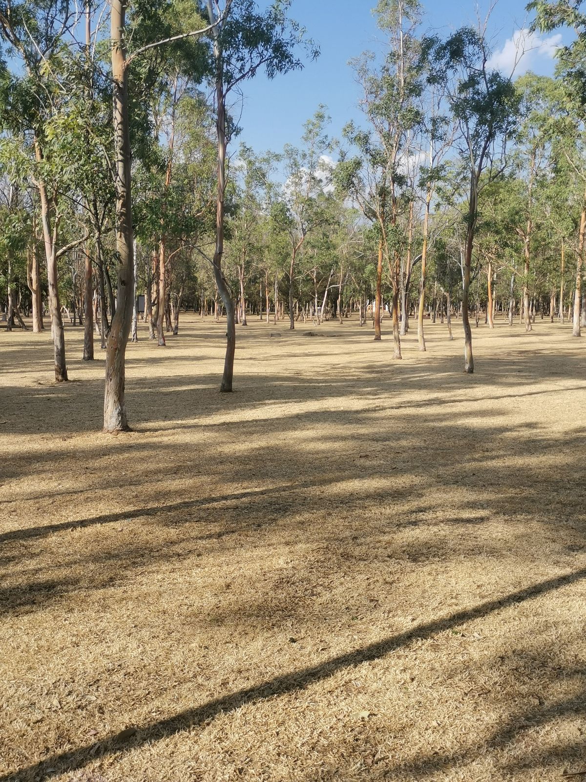 Tee H15