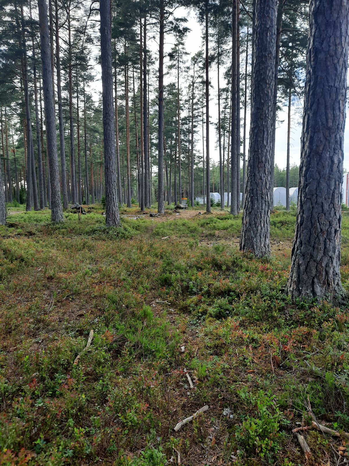 39 metersputt på hål 2