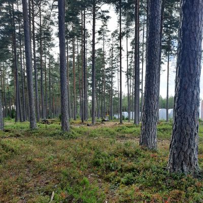 39 metersputt på hål 2