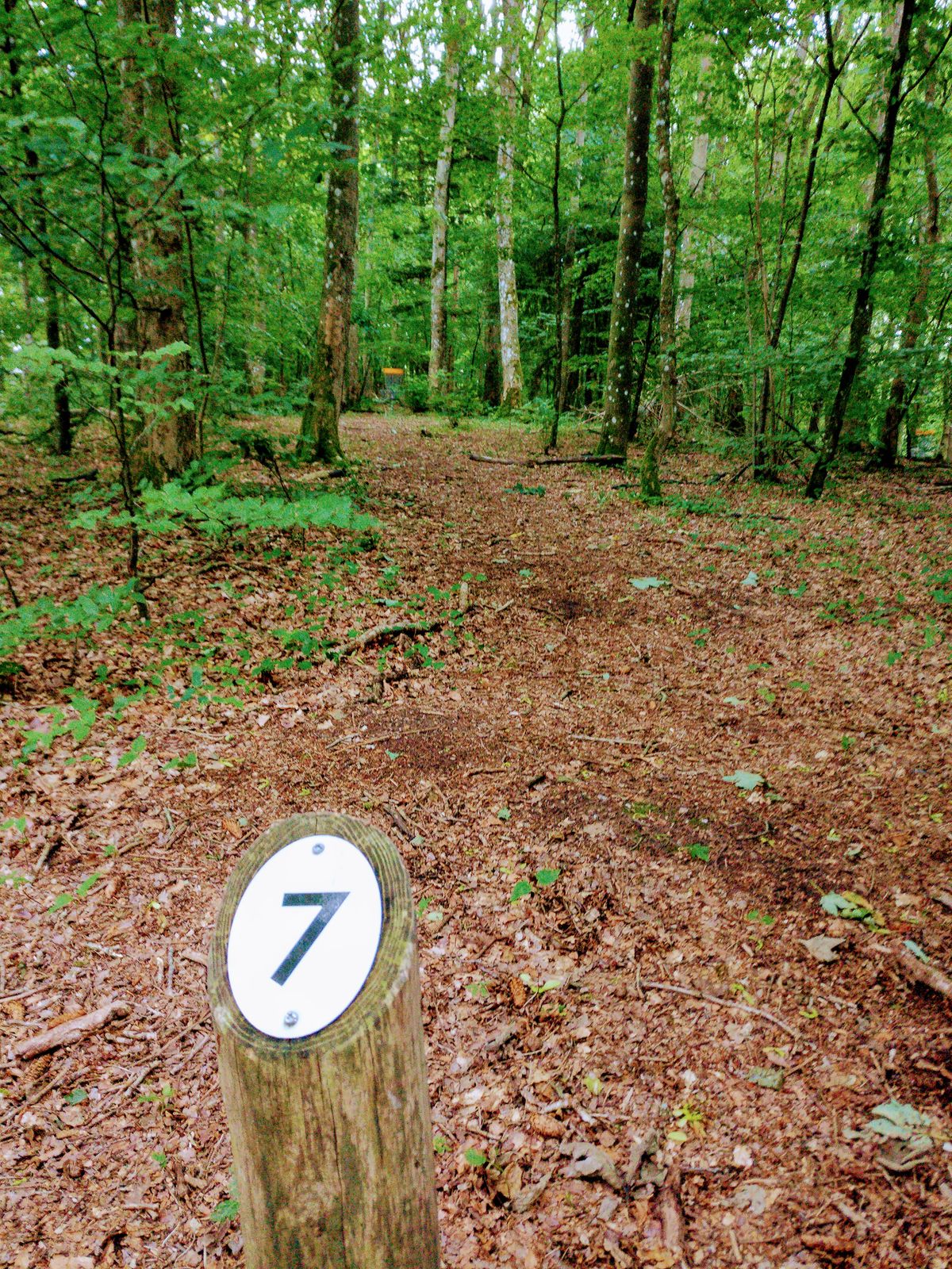 Hole 7