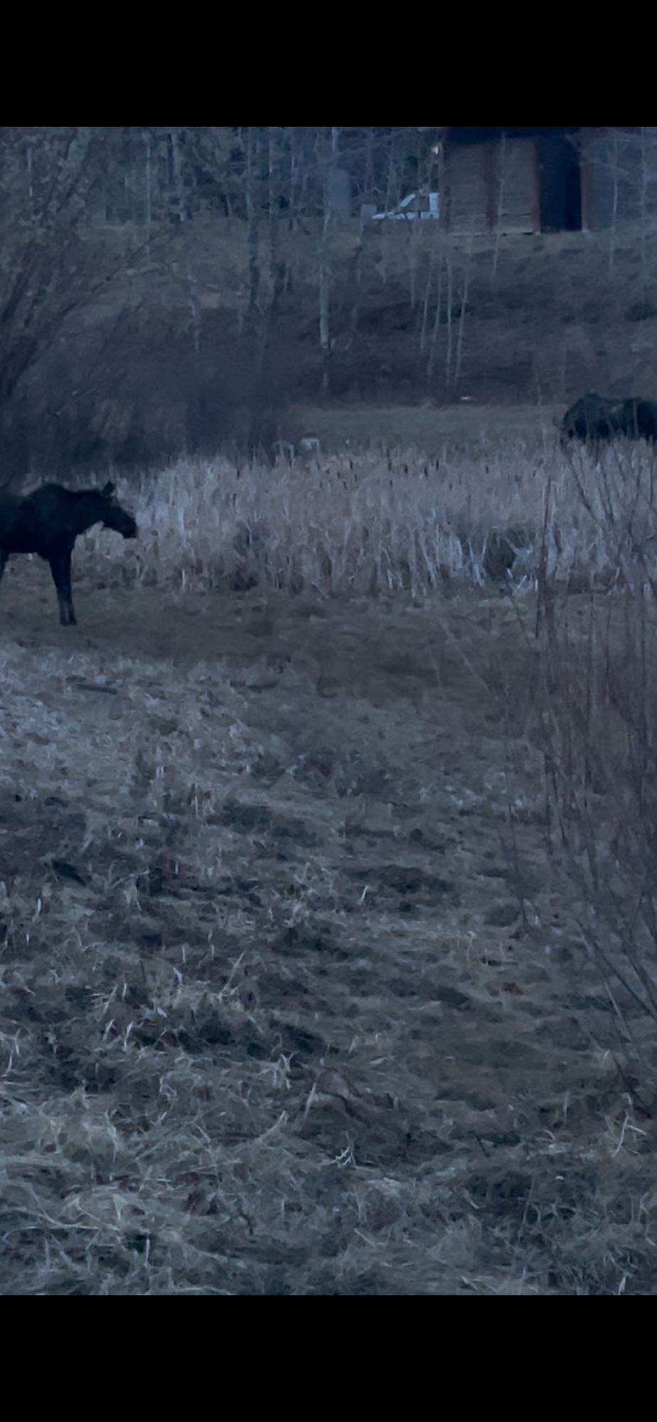 A couple moose tonight