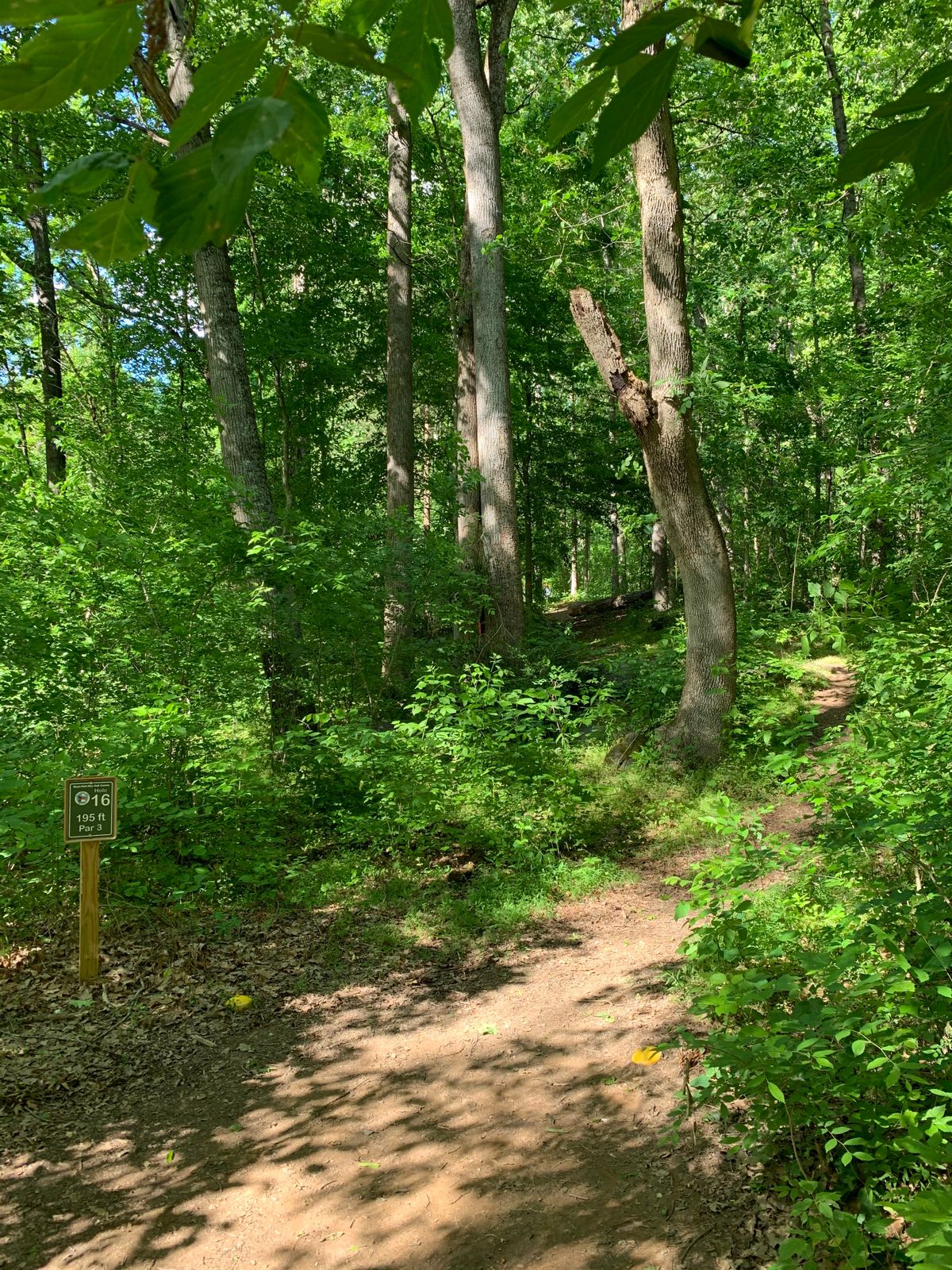 Hole 16 - Uphill...another look the the basket through the trees.