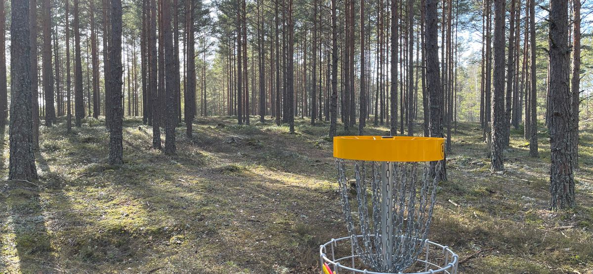 Hål 17 rak alle med träd på båda sidor, sluttning bakom korg
