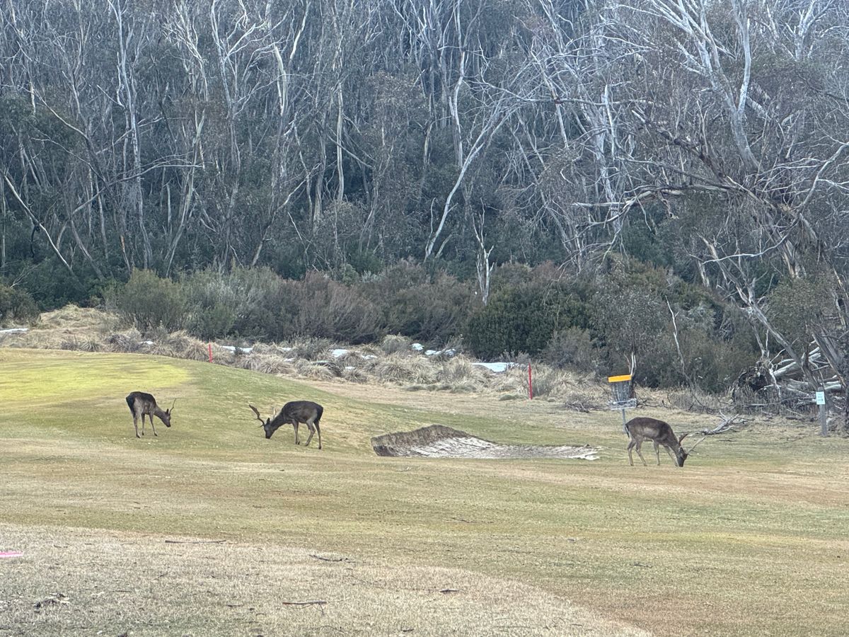 Hole 16 - Wild life on approach