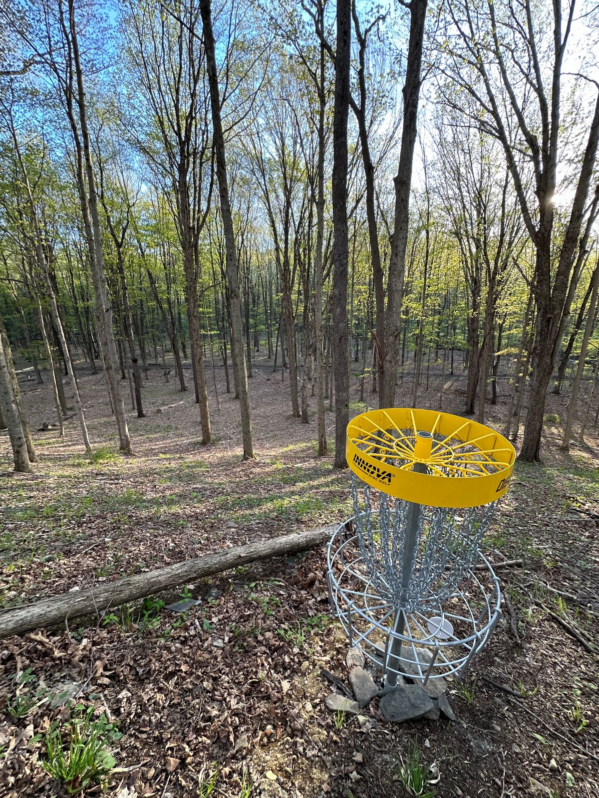 Hole 6 (2 of the Forest Loop) looking back