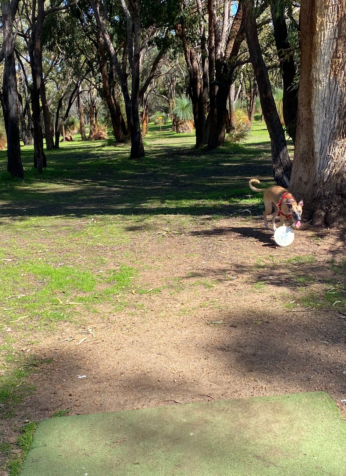 Hole 9, short tunnel shot