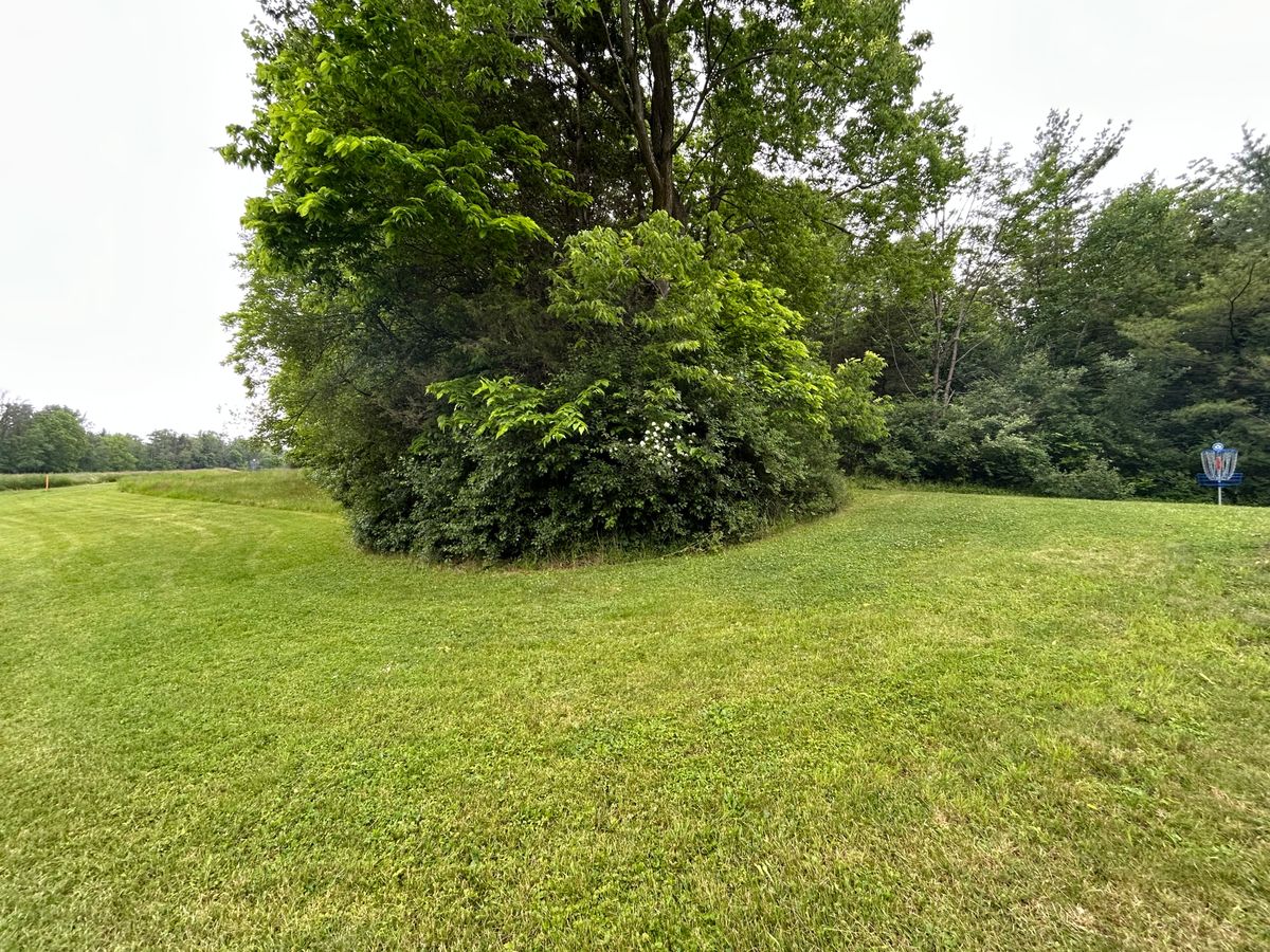 Hole 8 from the side.  Tee to the far left of picture, basket to the right.  Another blind shot.