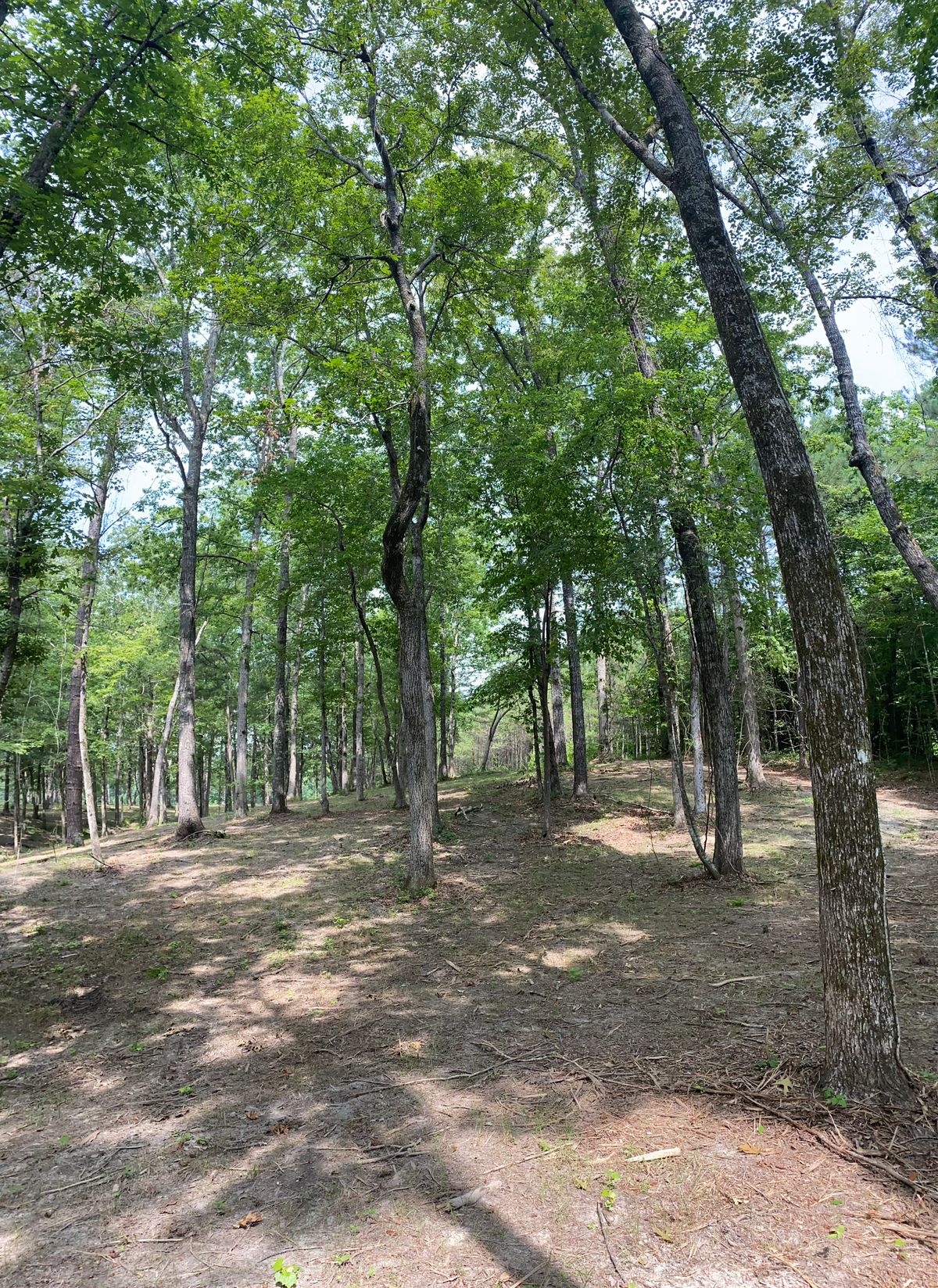 17 tee pad view (basket not visible)