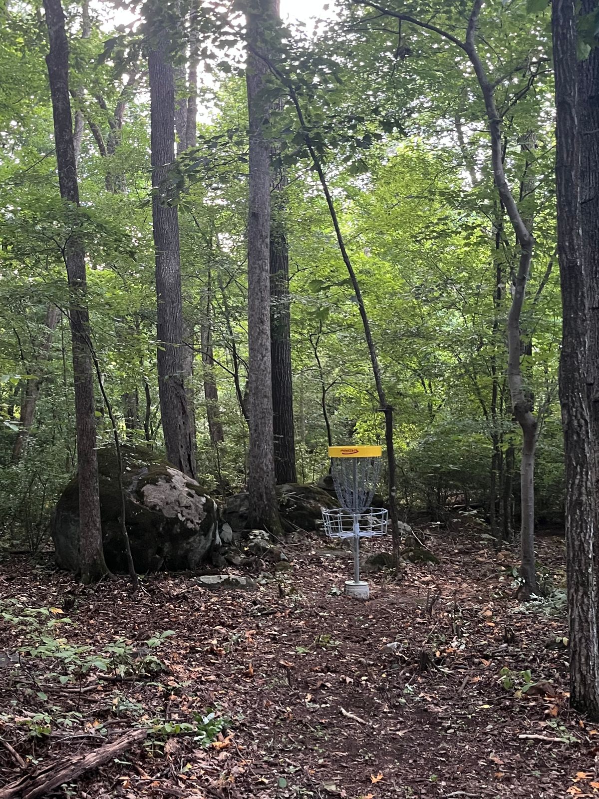 Basket on Hole 6