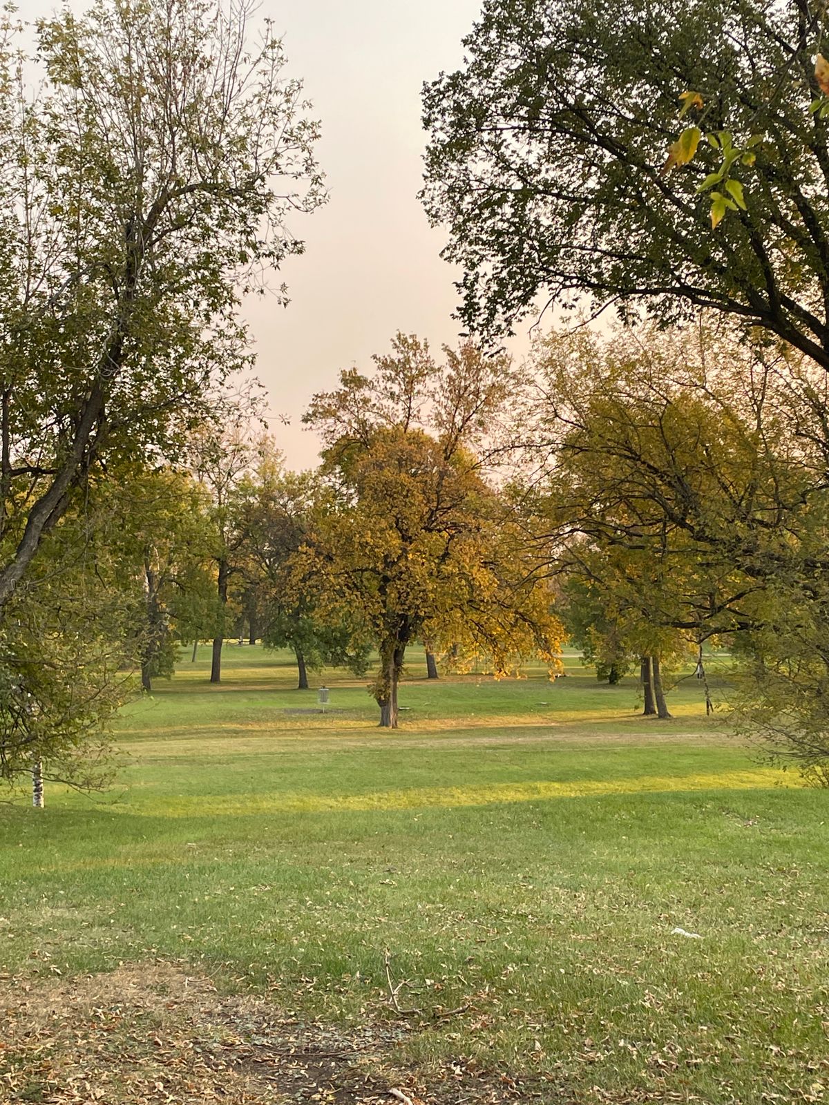 Hole 1. Nice drive downhill with a large tree in front of the basket