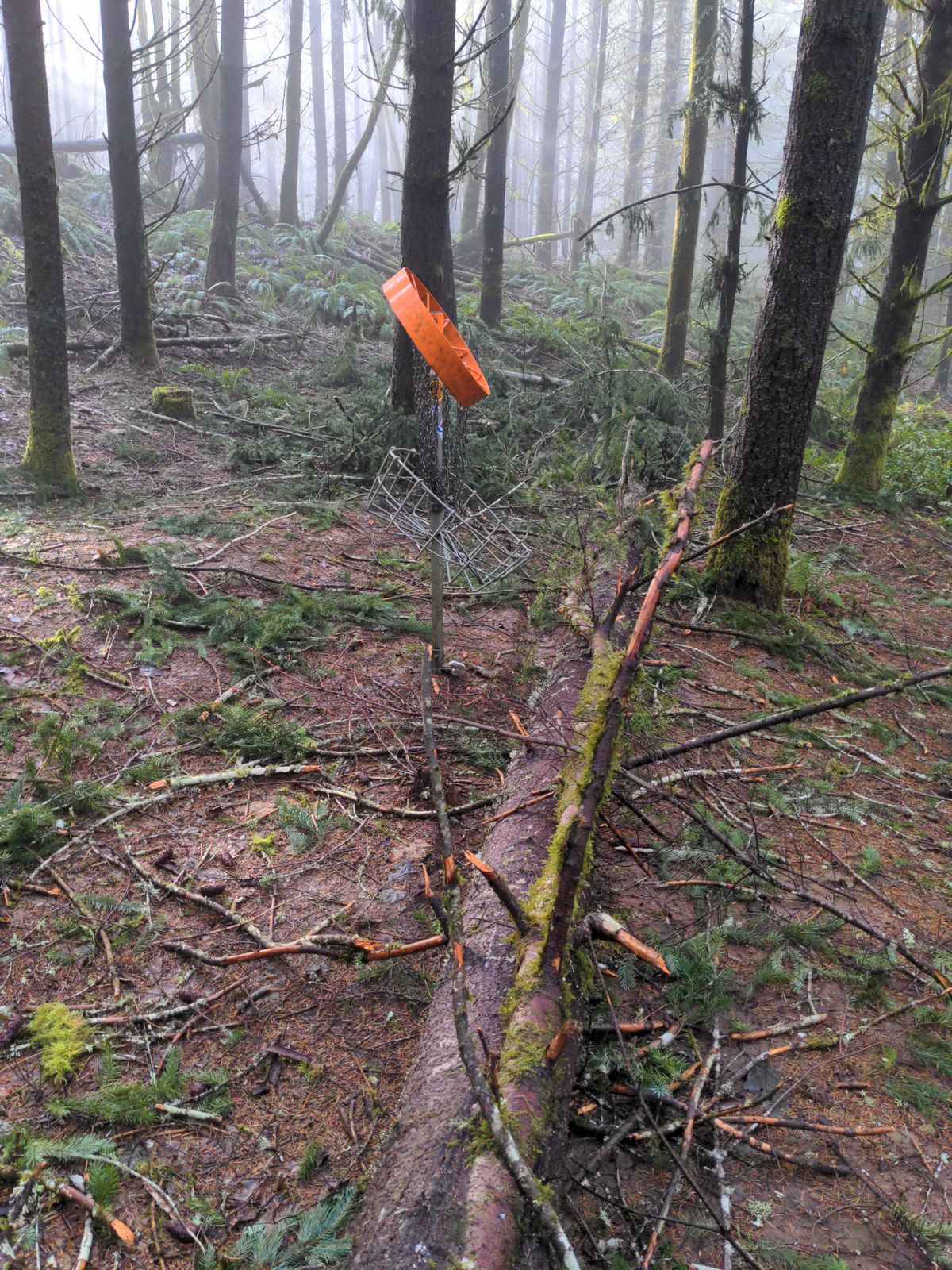 Casualty on hole 5. Fallen tree clobbered the basket.