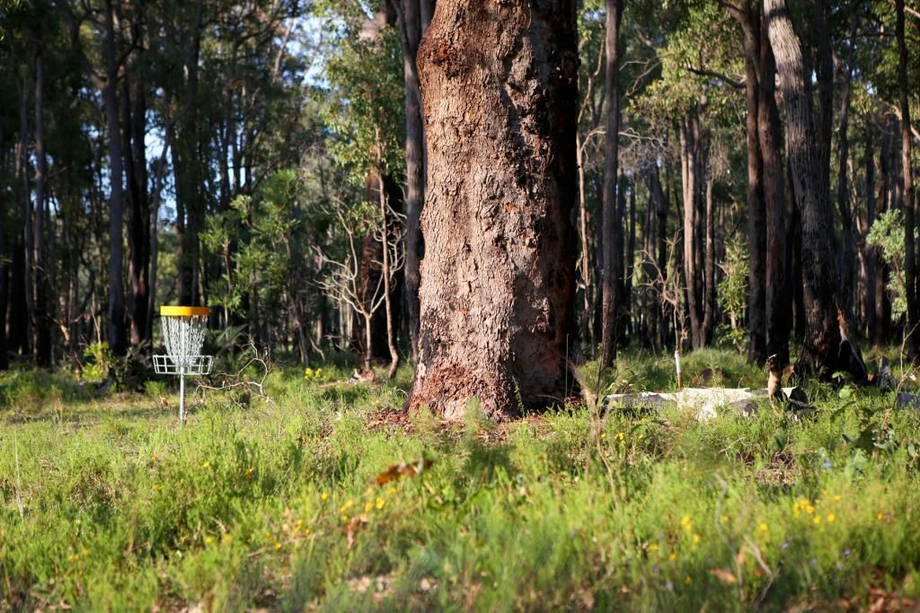 Hole 11 Basket