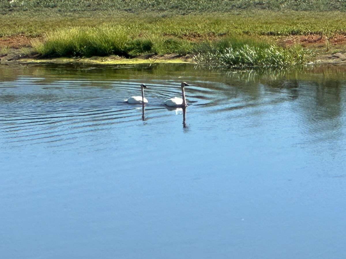 Some of the locals.
