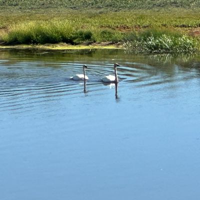 Some of the locals.