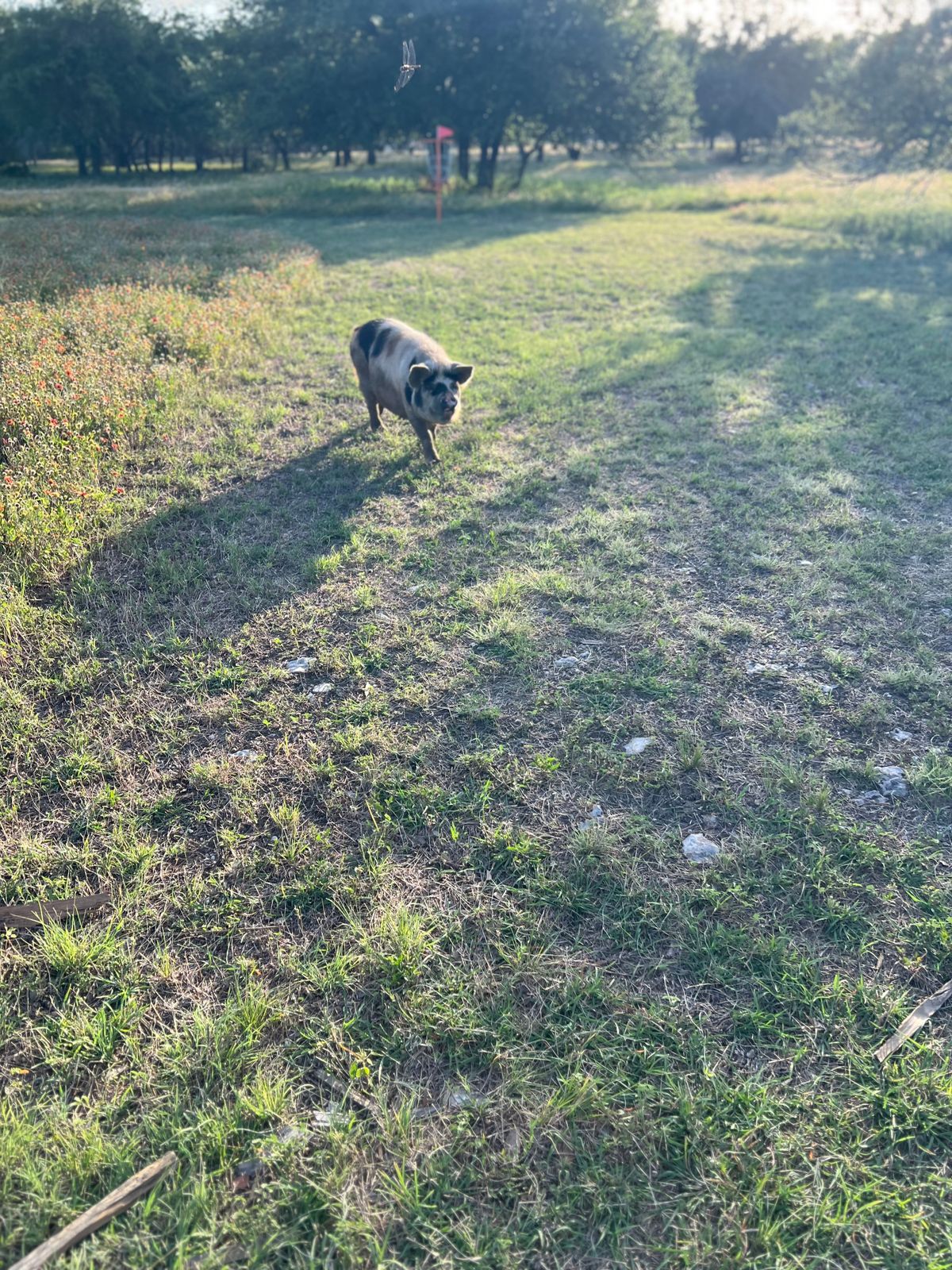 A friendly pig Valentina comes to visit the third hole!