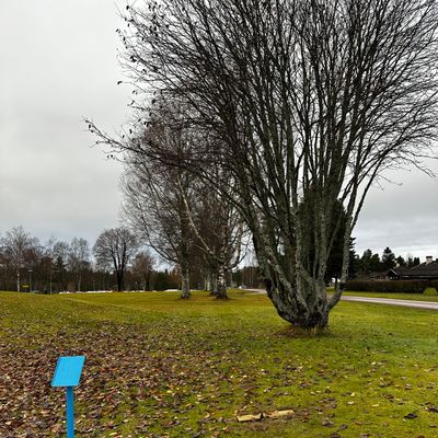 Tee 9