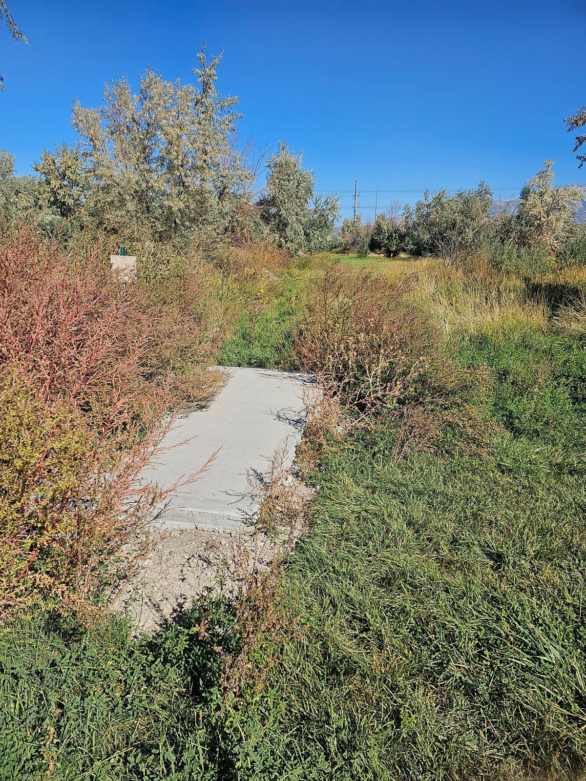 Hole 14 teepad overgrown 9/28/23