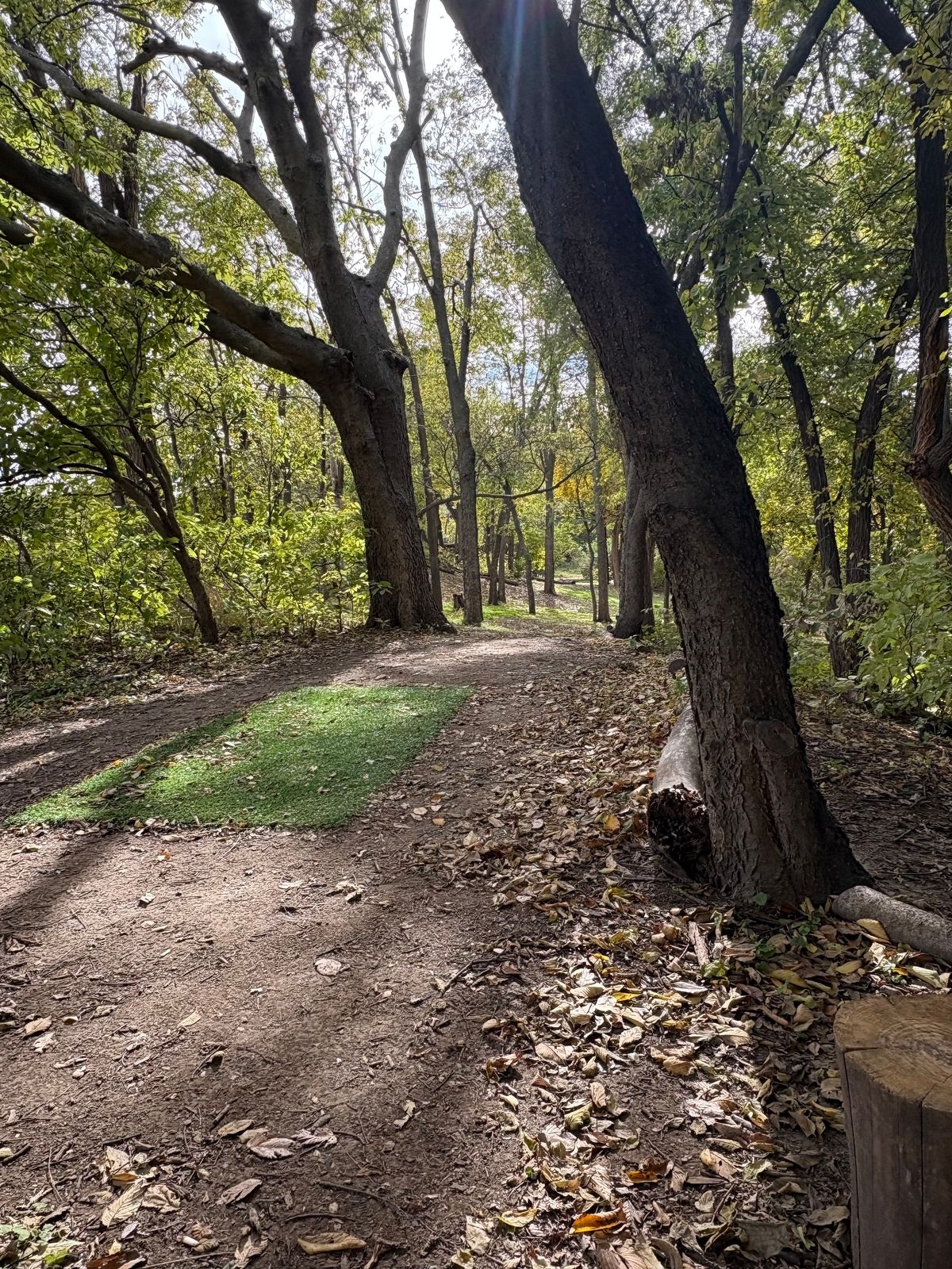 Bison Trail #2 all cleaned up!