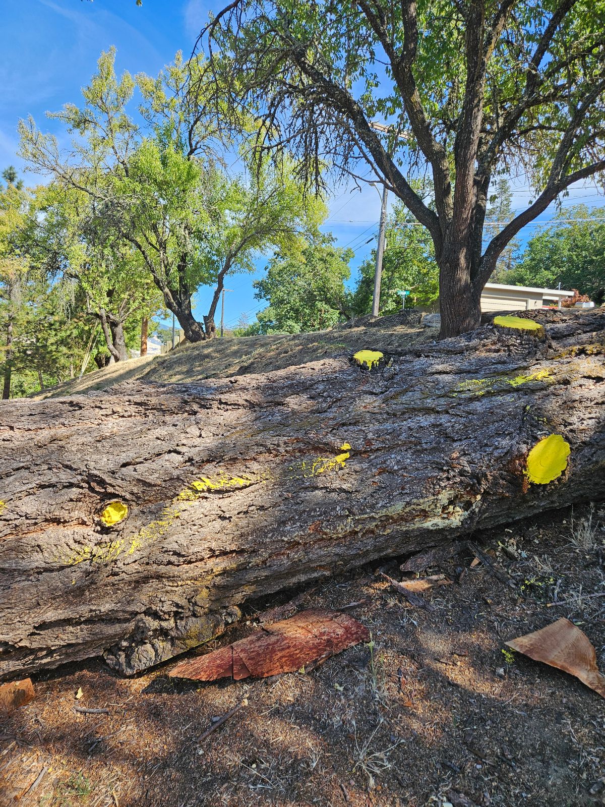 Tree near tee 1