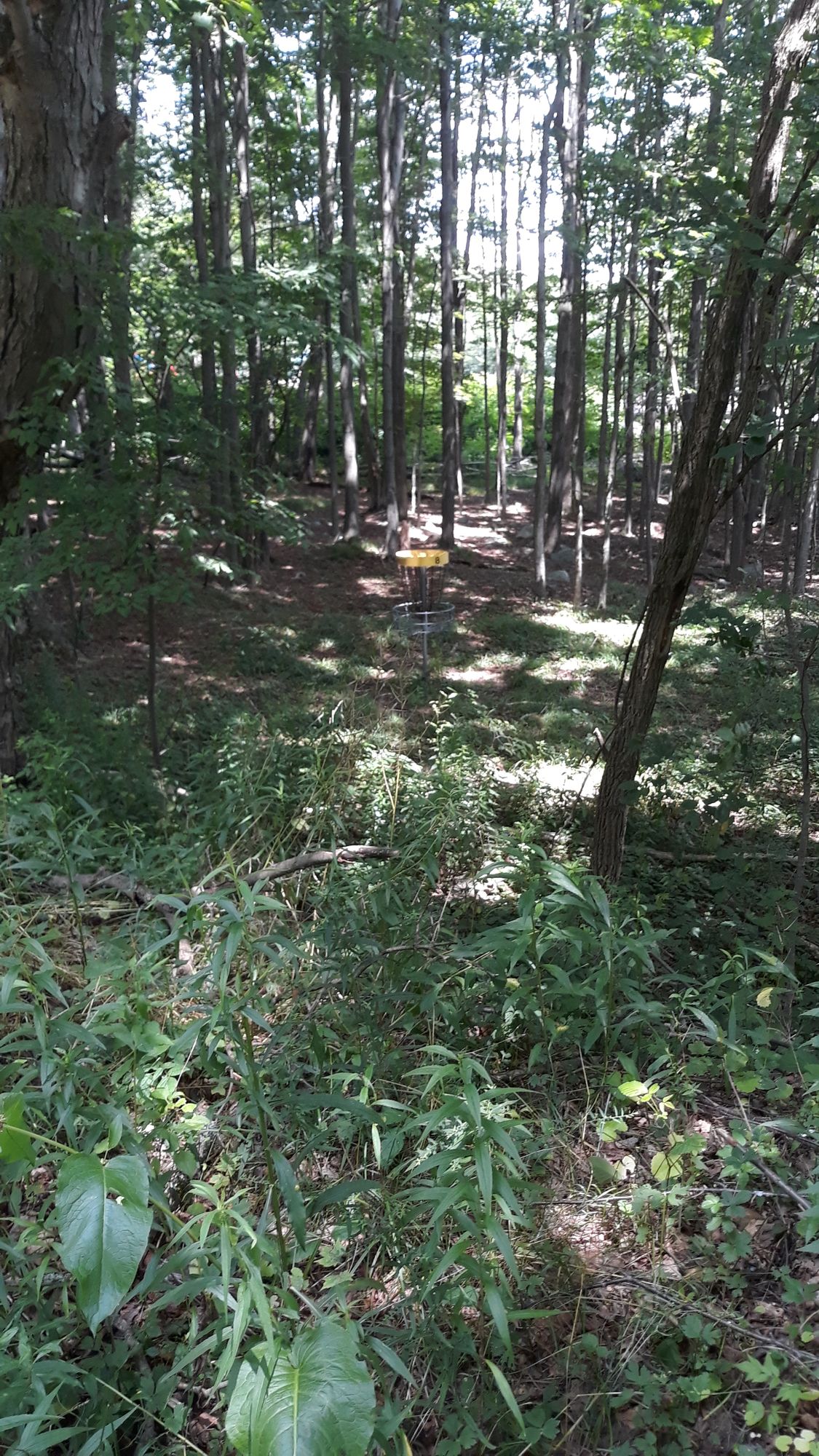 Overgrown is an under statement